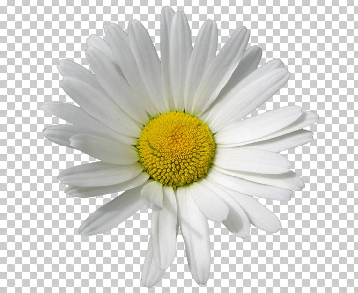 Roman Chamomile Oxeye Daisy Flower PNG, Clipart, Aster, Camomile, Chamaemelum Nobile, Chamomile, Chrysanthemum Free PNG Download