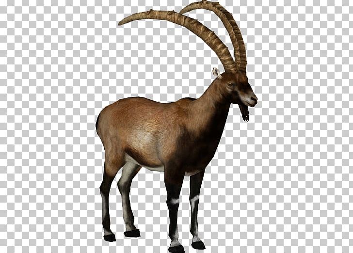 Alpine Ibex Walia Ibex Goat Bezoar Ibex PNG, Clipart, Animals, Antelope, Antler, Bezoar, Cattle Like Mammal Free PNG Download