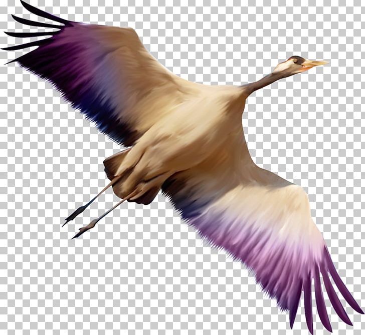 Bird Grus PNG, Clipart, Animals, Beak, Bird, Crane, Crane Like Bird Free PNG Download