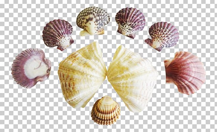 Cockle Clam Seashell Conchology PNG, Clipart, Animals, Clam, Clams Oysters Mussels And Scallops, Cockle, Conch Free PNG Download