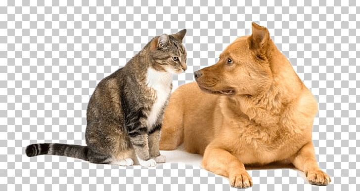 Dog–cat Relationship Kitten Puppy Veterinarian PNG, Clipart, Animal, Animal Rescue Group, Breed, Carnivoran, Cat Free PNG Download