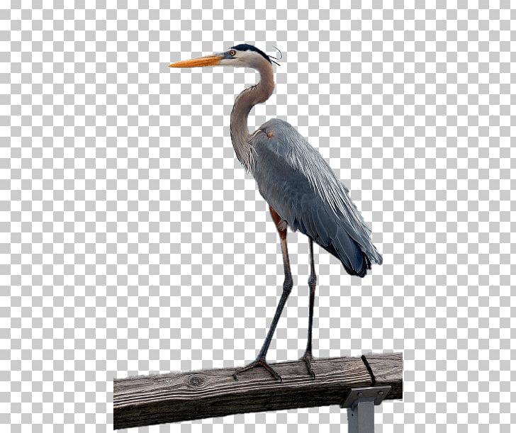 Bird Crane Great Blue Heron Grey Heron Little Blue Heron PNG, Clipart, Animals, Beak, Bird, Blackcrowned Night Heron, Blue Free PNG Download