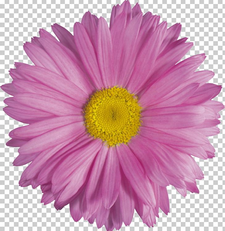 Cut Flowers Petal PNG, Clipart, Annual Plant, Aster, Chrysanths, Cut Flowers, Daisy Free PNG Download