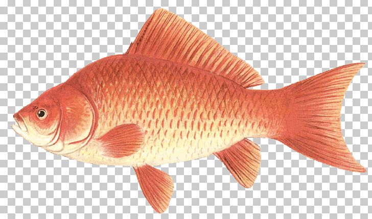 Northern Red Snapper Goldfish Feeder Fish Tilapia Perch PNG, Clipart, Art, Artist Trading Cards, Biology, Bony Fish, Common Rudd Free PNG Download