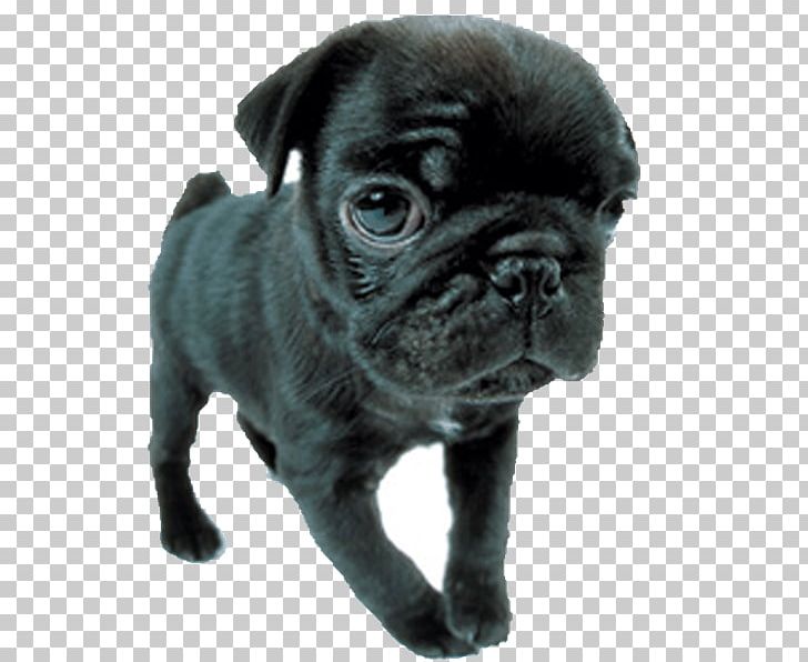 Pug Toy Bulldog Puppy Dog Breed Companion Dog PNG, Clipart, Birthday Dog, Breed, Bulldog, Carnivoran, Companion Dog Free PNG Download