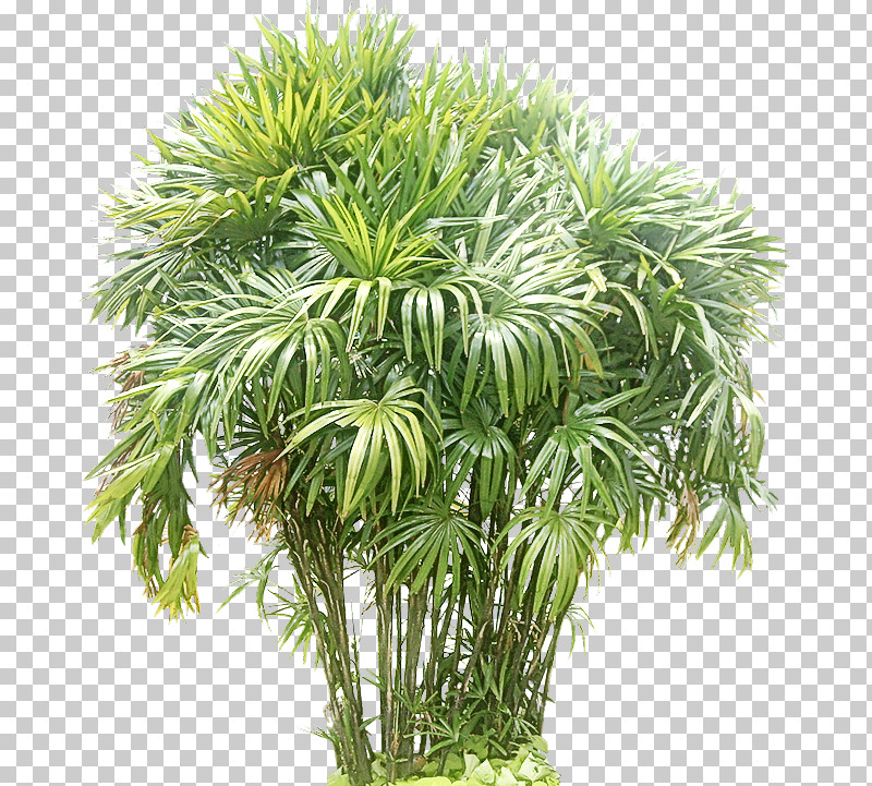 Palm Tree PNG, Clipart, Arecales, Flower, Palm Tree, Plant, Sabal Palmetto Free PNG Download