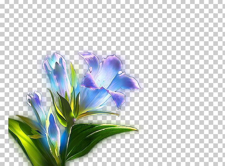 Blue Light Lilium PNG, Clipart, Blue, Blue Abstract, Blue Background, Blue Border, Blue Eyes Free PNG Download