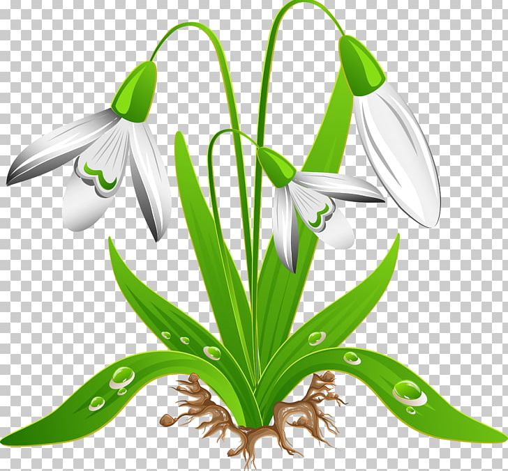 Crocus Vernus Snowdrop Flower PNG, Clipart, Amaryllis Family, Crocus, Crocus Vernus, Drawing, Flora Free PNG Download