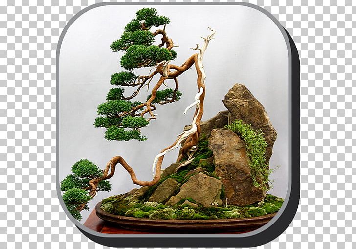 Chinese Sweet Plum Bonsai Penjing Tree PNG, Clipart, Apk, Bonsai, English Yew, Flowerpot, Houseplant Free PNG Download