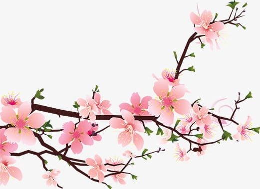 Peach Blossom PNG, Clipart, Blossom, Blossom Clipart, Flowers, Peach, Peach Blossom Free PNG Download