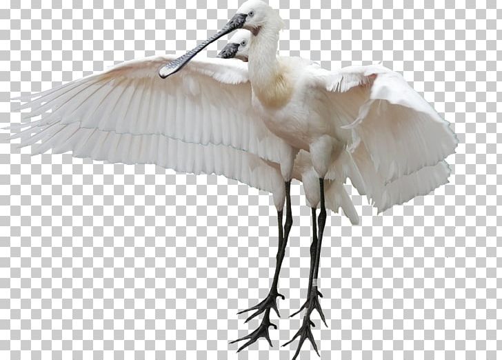 White Stork Bird Crane Heron Egret PNG, Clipart, African Spoonbill, Animals, Beak, Bird, Ciconia Free PNG Download