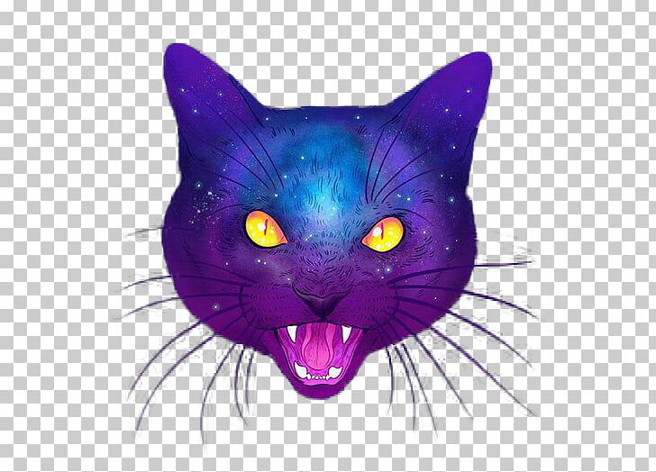 Cat Kitten Portable Network Graphics PNG, Clipart, Animals, Avatan, Avatan Plus, Black Cat, Carnivoran Free PNG Download