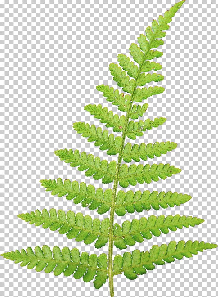Leaf Information Vascular Plant PNG, Clipart, Branch, Clip Art, Collage, Desktop Wallpaper, Digital Image Free PNG Download