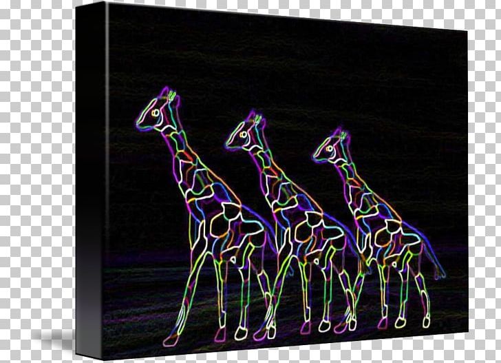 Giraffe PNG, Clipart, Animals, Giraffe, Giraffidae, Mammal, Organism Free PNG Download