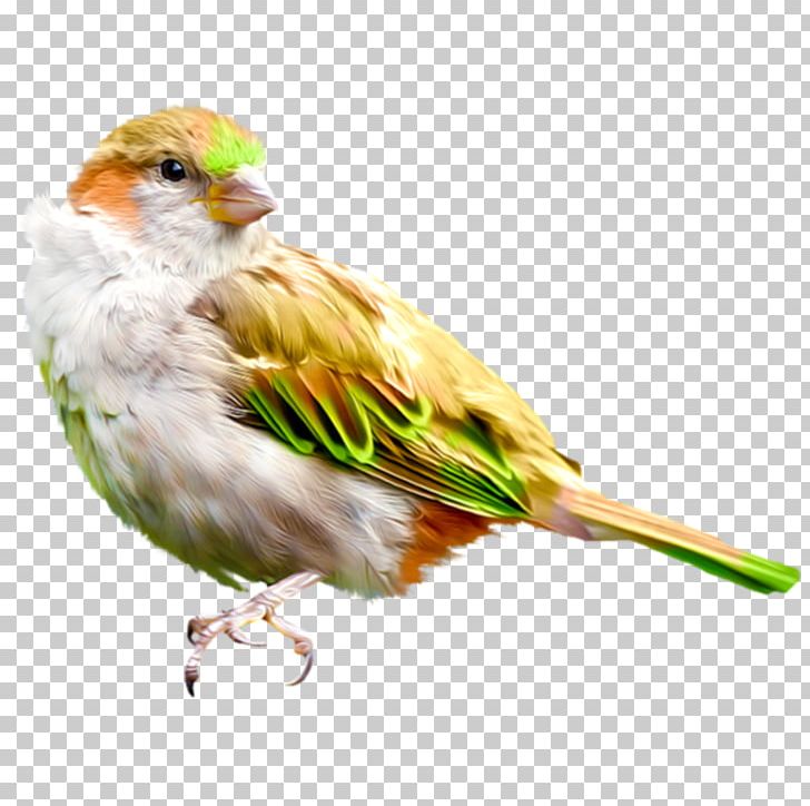House Sparrow Bird PNG, Clipart, American Sparrows, Animals, Art, Beak, Bird Free PNG Download