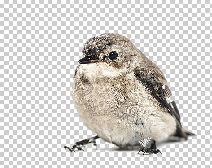 House Sparrow Hummingbird Bird Feeder PNG, Clipart, Animal, Animals, Background Gray, Beak, Bird Free PNG Download