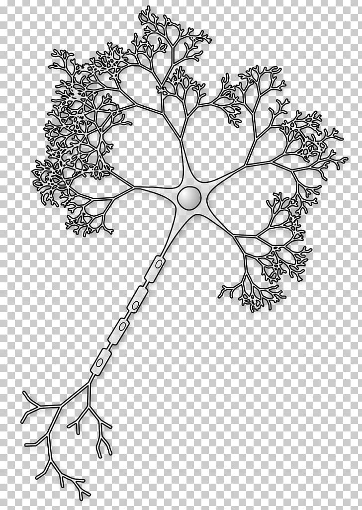 Neuron Axon Brain Soma Synapse PNG, Clipart, Action Potential, Area, Artificial Neural Network, Biological Neural Network, Black Free PNG Download