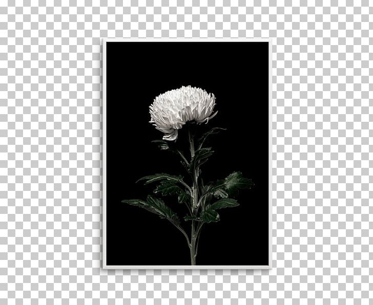 Paper Petal Flower White Printing PNG, Clipart, Agave, Art, Black, Black And White, Botanical Olive Free PNG Download