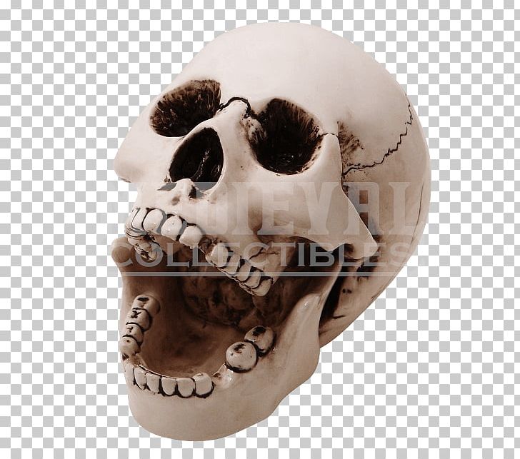 Skull Human Skeleton Ashtray Bone PNG, Clipart, Ashtray, Bone, Ceramic, Clay, Fantasy Free PNG Download