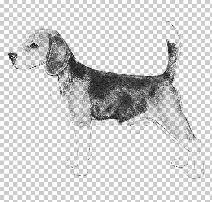 Beagle Puppy Veterinarian Dog Breed Pet PNG, Clipart, American Kennel Club, Animals, Beagle, Breed, Carnivoran Free PNG Download