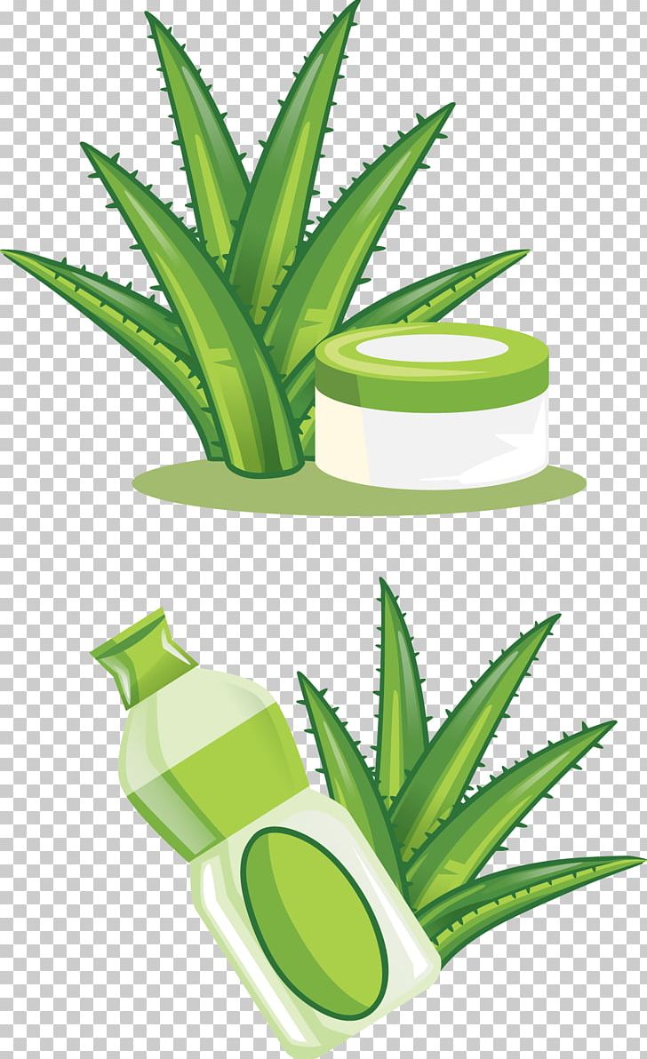 Aloe Vera Euclidean Cdr PNG, Clipart, Acne, Agave, Aloe, Aloe Vector, Flowe Free PNG Download