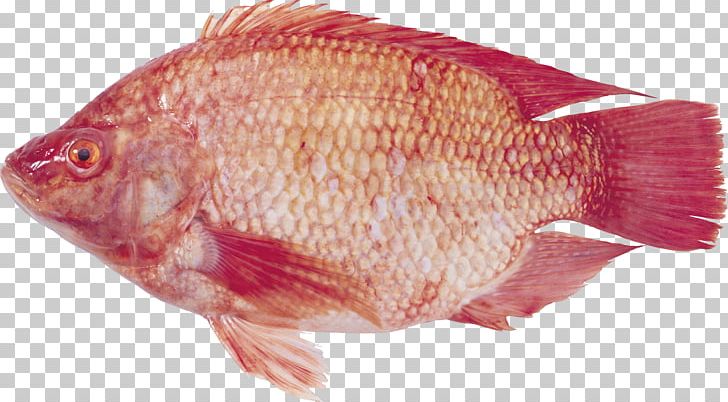 Crab Red Cornetfish Eel Grouper PNG, Clipart, Animals, Animal Source Foods, Bighead Carp, Bony Fish, Common Rudd Free PNG Download