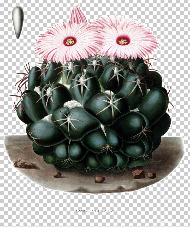 Desert Botanical Garden Coryphantha Elephantidens Cactaceae Coryphantha Sulcolanata PNG, Clipart, Cactus, Caryophyllales, Charles Antoine Lemaire, Coryphantha Clavata, Coryphantha Elephantidens Free PNG Download