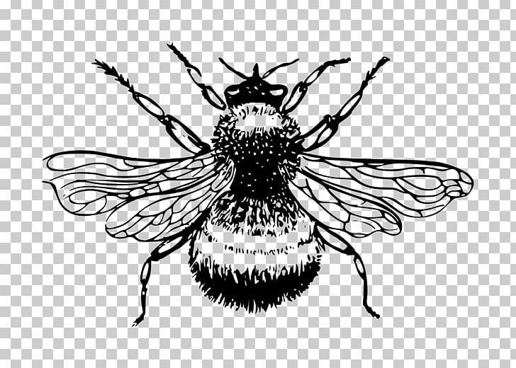 European Dark Bee Bumblebee Drawing PNG, Clipart, Art, Arthropod, Artwork, Bee, Beehive Free PNG Download