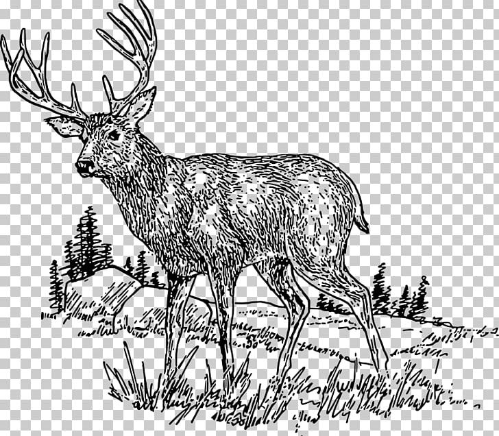 White-tailed Deer PNG, Clipart, Animals, Antler, Black And White, Computer Icons, Deer Free PNG Download