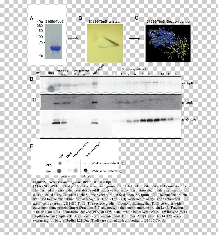 X-ray Crystallography Structural Biology PNG, Clipart, Angle, Area, Biochemistry, Biology, Biophysics Free PNG Download