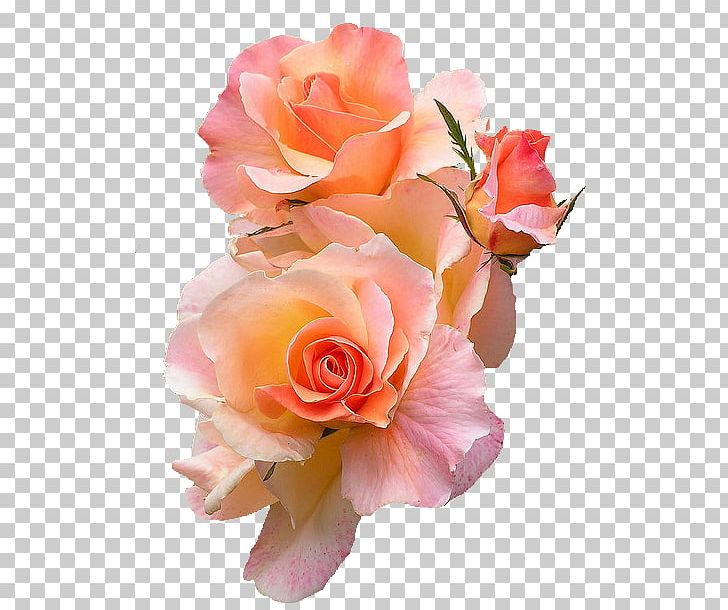 Flower T-shirt Peach Rose Color PNG, Clipart, Artificial Flower, Ask, Blue, Color, Cut Flower Free PNG Download