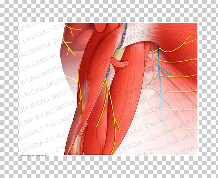 Shoulder Muscle Elbow Anatomy Arm PNG, Clipart, Anatomy, Arm, Blood Vessel, Brachialis Muscle, Elbow Free PNG Download