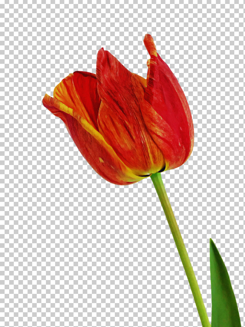 Plant Stem Tulip Bud Lilies Petal PNG, Clipart, Biology, Bud, Closeup, Flower, Lilies Free PNG Download