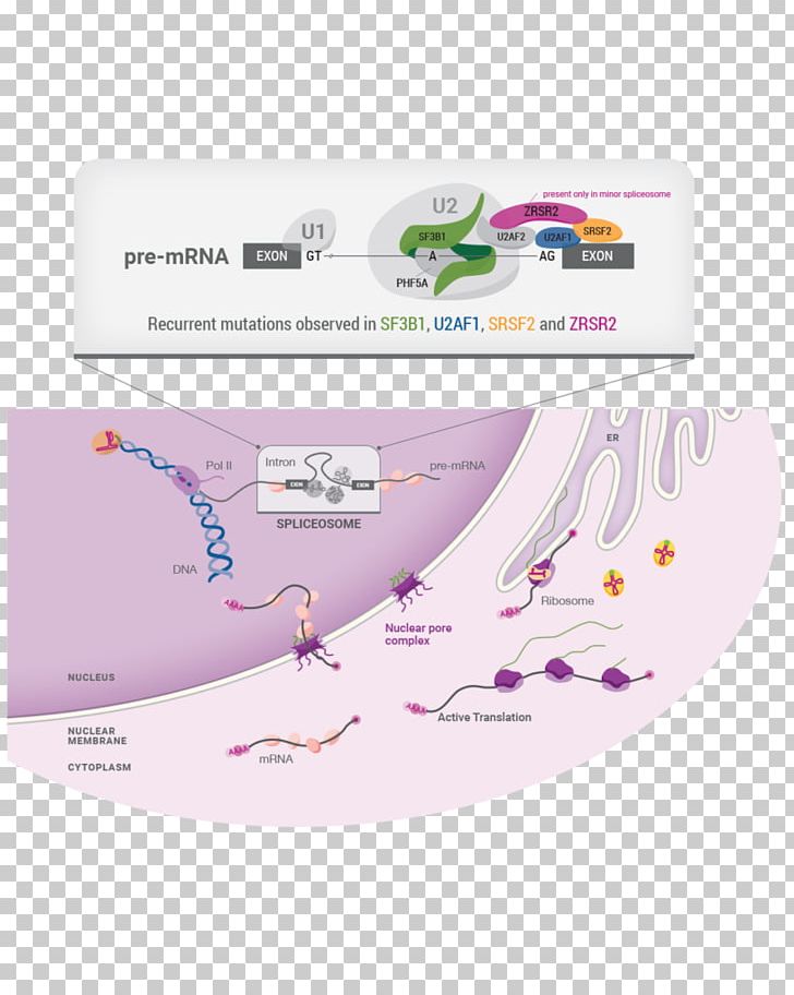 Cell Physiology Transformation Genome PNG, Clipart, Acute Myeloid Leukemia, Biomedicine, Brand, Cancer, Cancer Cell Free PNG Download