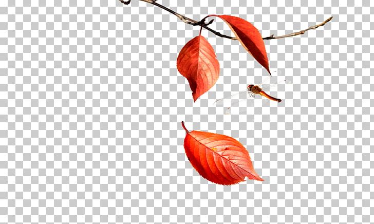 Leaf Deciduous Autumn Defoliacixf3 PNG, Clipart, Autumn, Autumn Leaf, Creativity, Deciduous, Defoliacixf3 Free PNG Download