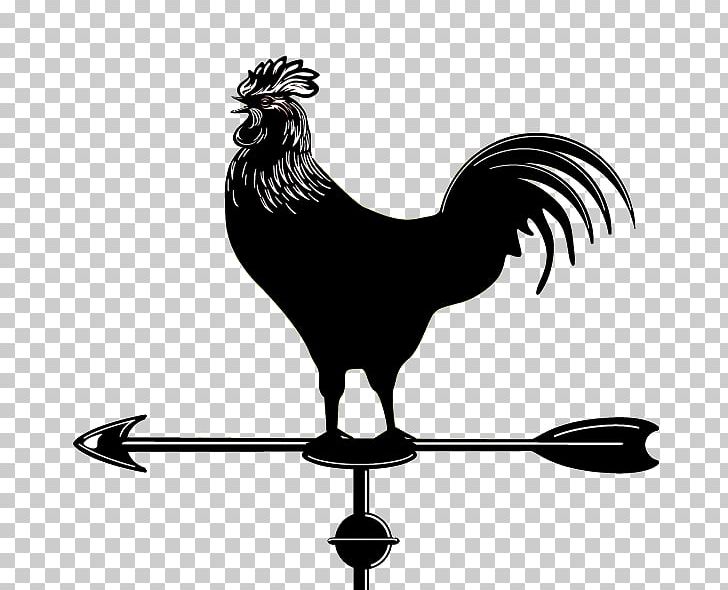 Rooster Beak White Chicken Meat PNG, Clipart, Beak, Bird, Black And White, Chicken, Chicken Meat Free PNG Download