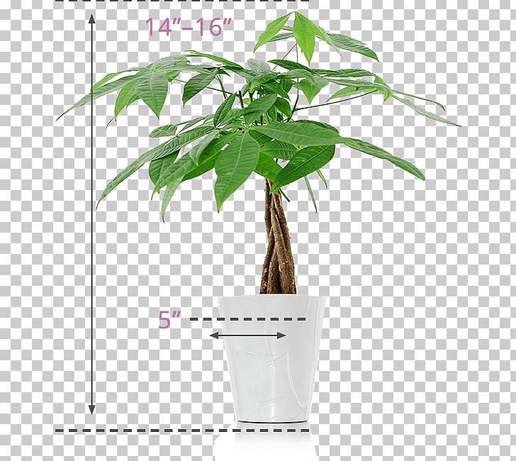 Guiana Chestnut Plant Lucky Bamboo Flower PNG, Clipart, Artificial Flower, Bamboo, Bonsai, Flower, Flowerpot Free PNG Download