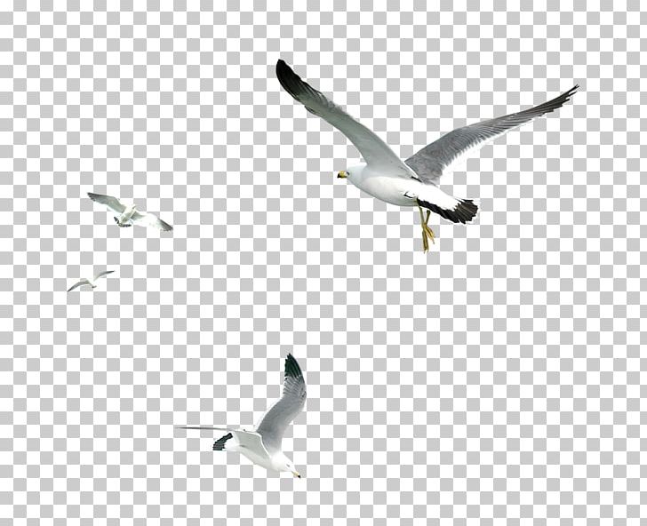 Gulls Bird PNG, Clipart, Beak, Bird, Birds, Common Gull, Decorative Patterns Free PNG Download