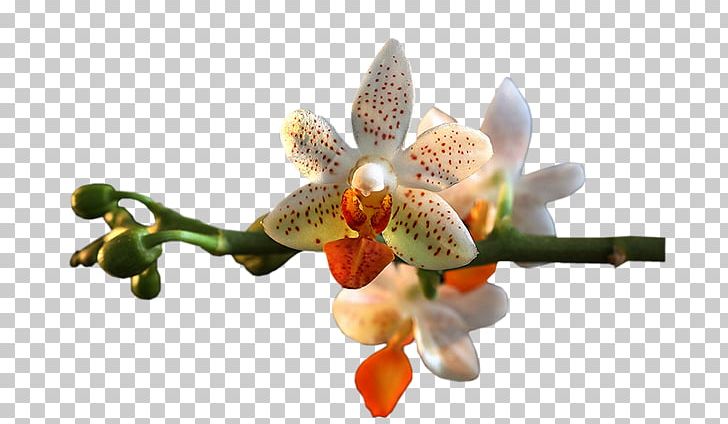 Orchids Flower PNG, Clipart, Blog, Desktop Wallpaper, Flora, Flowering Plant, Moth Orchid Free PNG Download