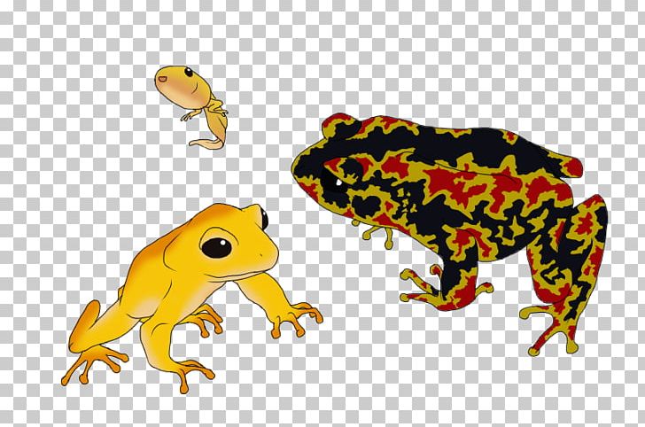 Toad True Frog Tree Frog Terrestrial Animal PNG, Clipart, Amphibian, Animal, Animal Figure, Animals, Fauna Free PNG Download