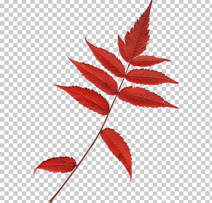 Leaf Twig PNG, Clipart, Autumn Leaf Color, Branch, Download, Hildebrandt Intermediate School, Leaf Free PNG Download