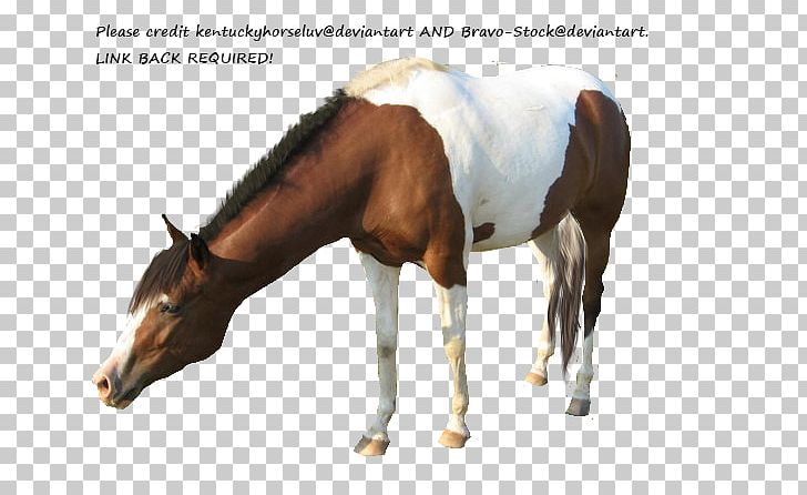 Mare American Paint Horse American Miniature Horse Appaloosa Mustang PNG, Clipart, American Miniature Horse, American Paint Horse, Appaloosa, Bit, Bridle Free PNG Download
