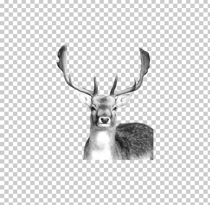 Reindeer Stichting Hertenkamp Vledder Antler PNG, Clipart, Animal, Animals, Antler, Black And White, Deer Free PNG Download