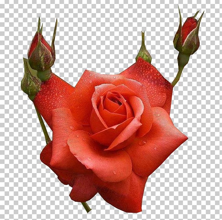 Rose Flower Bouquet Desktop Floral Design PNG, Clipart, Antes, Blue, Bud, Cut Flowers, Desktop Wallpaper Free PNG Download