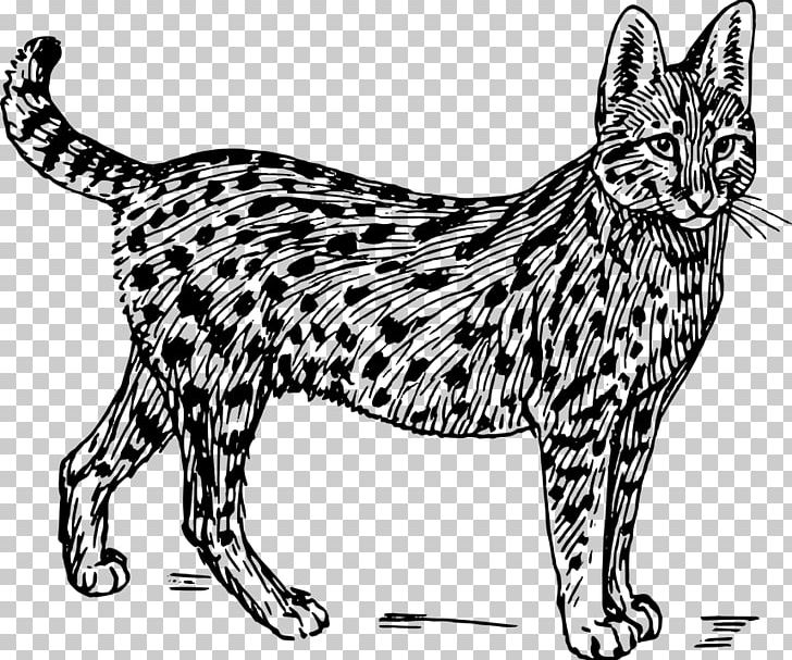 Savannah Cat Wildcat Serval PNG, Clipart, Asian, Black, Carnivoran, Cat Like Mammal, Dog Like Mammal Free PNG Download