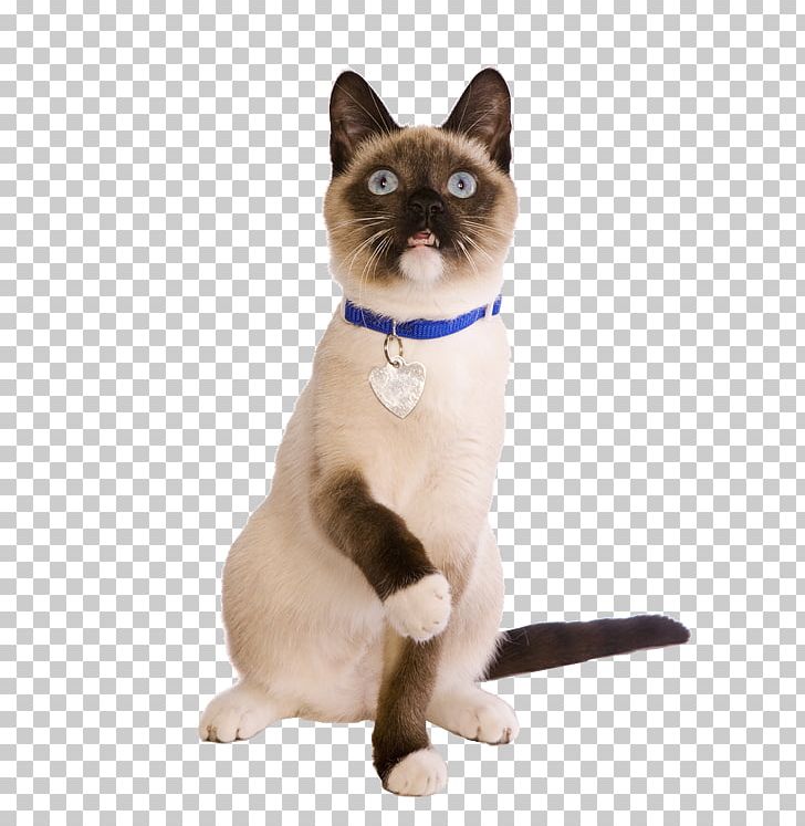 Siamese Cat Thai Cat Domestic Short-haired Cat Whiskers Cat Food PNG, Clipart, Animal, Benefit, Carnivoran, Cat, Cat Food Free PNG Download