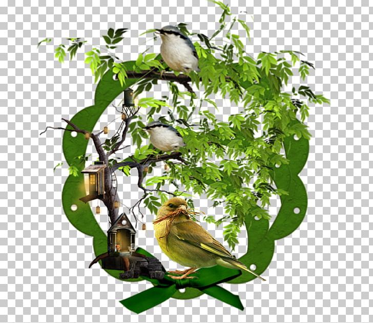 Blog Bird PNG, Clipart, Animals, Beak, Bird, Bird Nest, Blog Free PNG Download