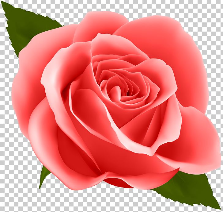 Flower Rose PNG, Clipart, Blue Rose, Cdr, China Rose, Clipart, Clip Art Free PNG Download