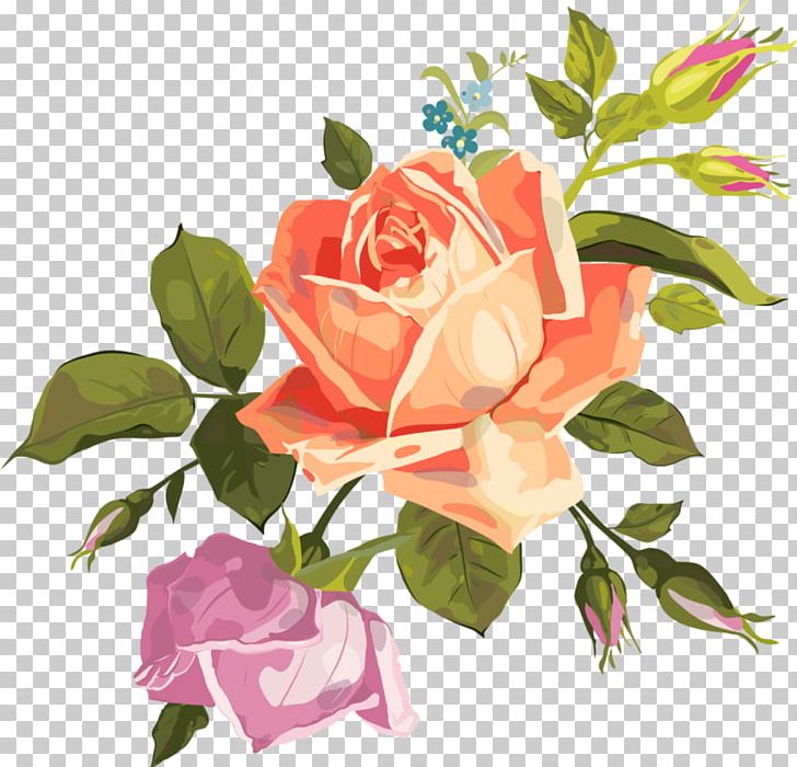 Garden Roses Cabbage Rose PNG, Clipart, Beach Rose, Cabbage Rose, Clip Art, Cut Flowers, Floral Design Free PNG Download