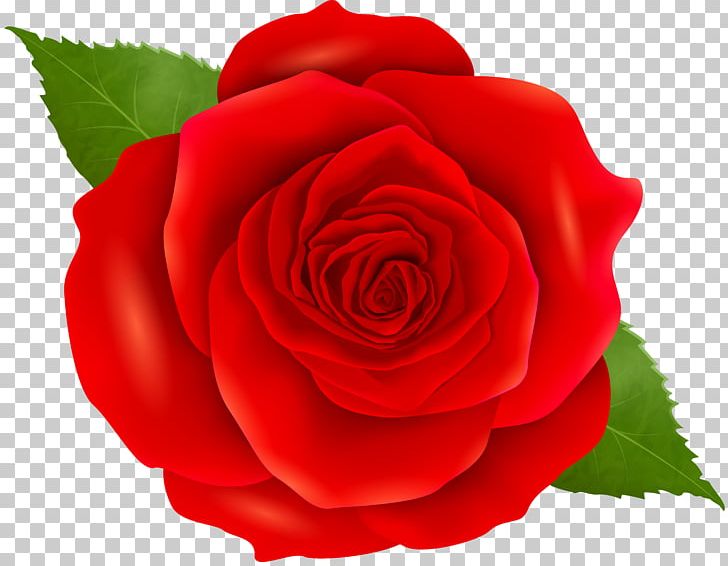 Garden Roses Floribunda Cabbage Rose China Rose Blue Rose PNG, Clipart, Blue Rose, Bud, China Rose, Closeup, Cut Flowers Free PNG Download